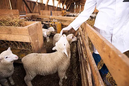 ESO Endoskopietechnik Veterinärprodukte 02